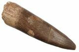 1.98" Fossil Plesiosaur (Zarafasaura) Tooth - Morocco - #196681-1